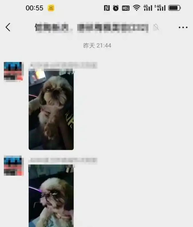 花万元买的西施犬晚上遛弯被人抱走