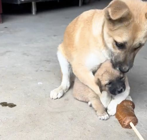 小狗想吃主人手里的香肠，被狗妈拦住教育！