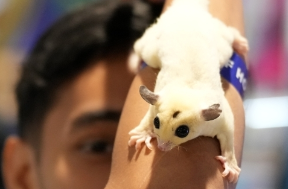 菲律宾宠物博览会吸引万人参与，展会现场十分壮观