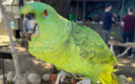 98岁奶奶的 “时差守护者”