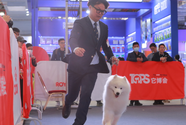 它博会宠物展迎来五周年，沉浸式体验萌宠