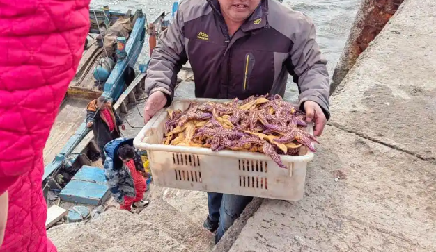 海星又入侵养殖区，渔民雇猛子下海捕捞