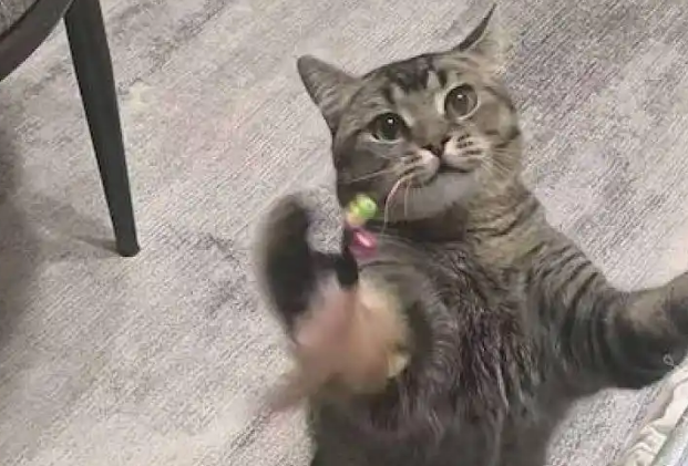“富养猫狗”时代来临：千亿级宠物赛道竞争加剧