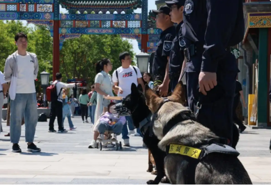 东城公安推行警犬驻所巡逻机制，构建常态化携犬巡控网