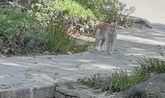 两只猫打架，意外落水成“落汤猫” 