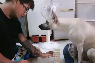 主人想教狗狗玩叠叠乐，规则都还没讲完，狗狗一掌就把它拍倒