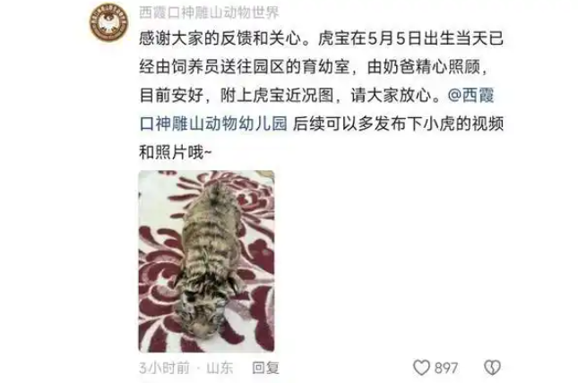 小老虎生在墙角无人过问？动物园：生下来后就发现了，目前安好