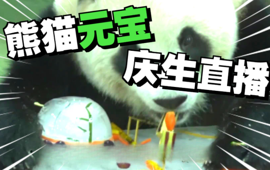 “圆宝”5岁啦 台北动物园为其庆生