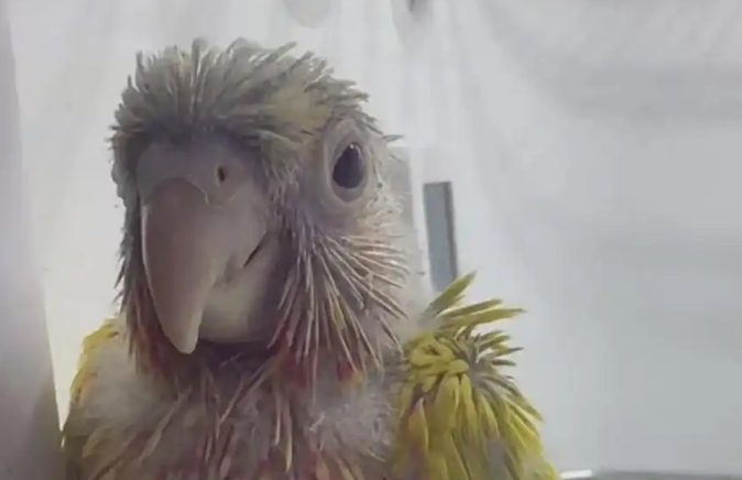 鹦鹉在诊疗中死亡，宠主要求赔偿遭拒