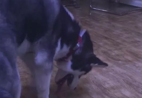 二哈不怎么撕纸咬沙发了，但是主人却更担心了