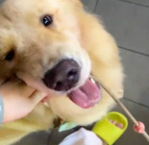 金毛妈要自己遛小狗，结果直接将它在地上拖行！