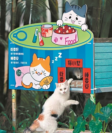 这群流浪猫有了自己的饭堂