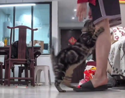 男子膝盖受伤了，猫咪几次跳起来踩他的伤口