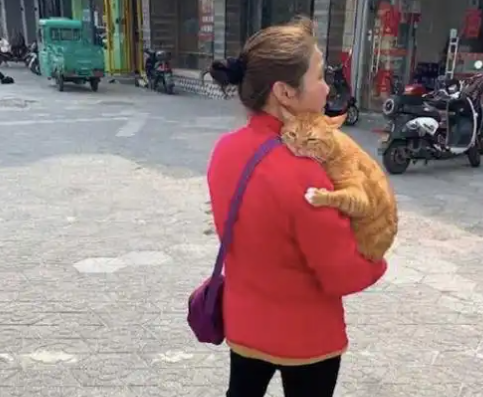 猫：我胖我骄傲，咋了