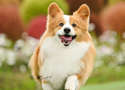 警惕宠物“免费领养”的商业套路