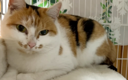 每天守在窗前的流浪猫，被宠物猫驱赶也不离开，它却不愿和人回家