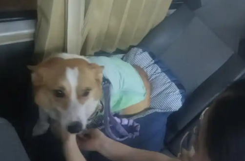 上海首条宠物公交专线开通50天：每张票20元、限定1人1宠