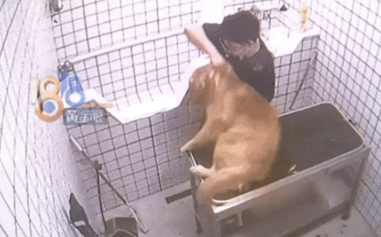 宠物店员工虐待小狗，只因洗澡时不配合