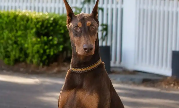 新修订治安管理处罚法对养宠有新规，伤人要拘留