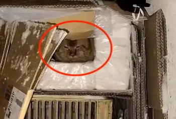 流浪猫：对不起好心人，我没等到你，所以才跑出来讨吃的