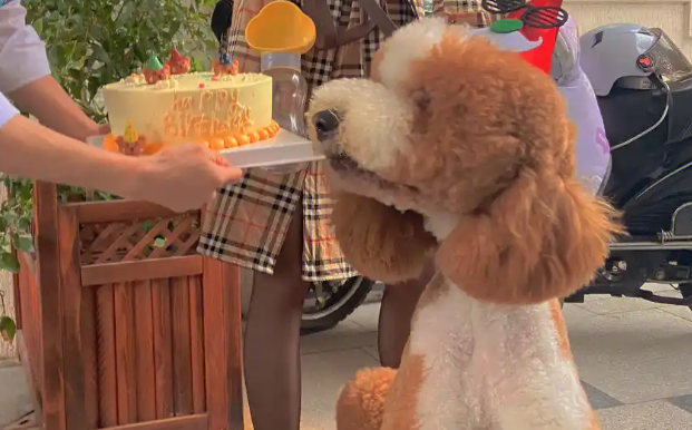 “宠友星派对”落地郑州，宠物友好赋能品牌年轻化战略