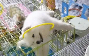 套圈摊位的小奶狗主动把套圈套在脖子上