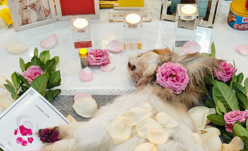 主人为宠物举办豪华葬礼，花费数万元