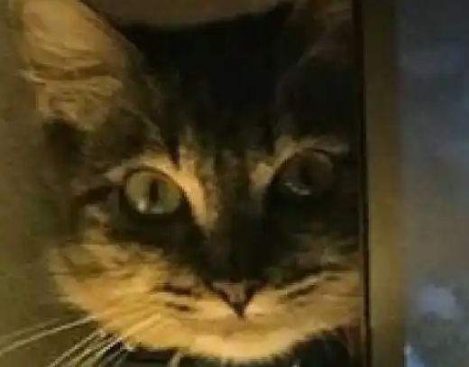 主人坐着打游戏，猫咪就在屏幕旁盯着看，眼神有点恐怖