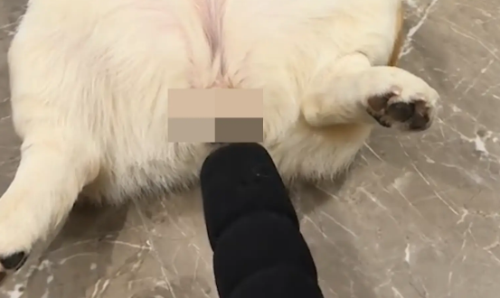 男子把麦克风对准柯基，柯基被自己放屁声惊醒