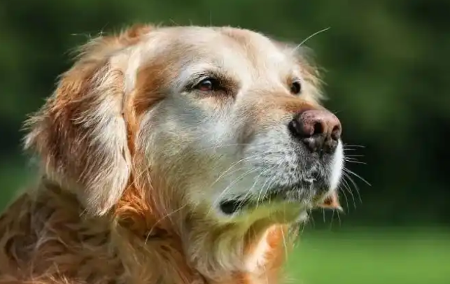 宠物经济蓬勃兴起，成为消费市场新引擎