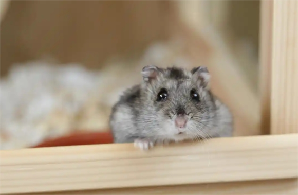 仓鼠咬伤致女子死亡，引发关注与争议