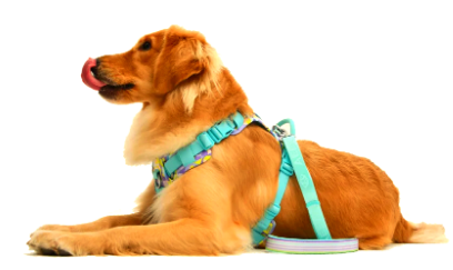 狗被毒害怪其未带嘴套？警惕“受害者有罪论”