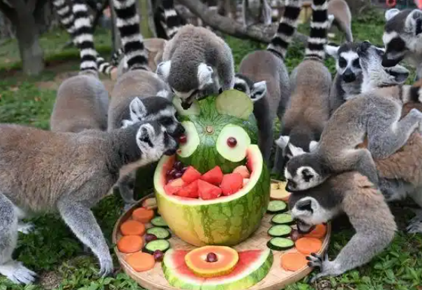 立夏！深圳野生动物园动物享用“西瓜大餐”