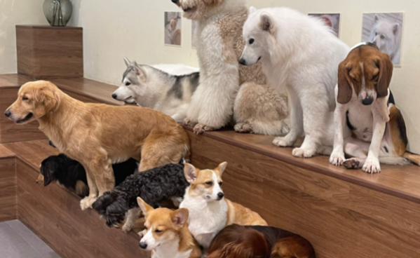 三亚宠物乐园 “五一” 人气爆棚，吸引游客前往