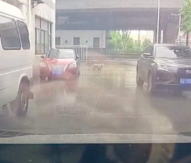 狗狗拦在汽车前面不让走，按喇叭它也不离开，或许暗示着什么