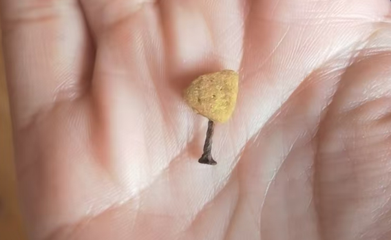 宠物犬便血后死亡消费者称狗粮内发现铁钉