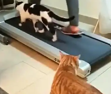 奶牛猫跟主人健身，橘猫看了又看，还是没勇气上去