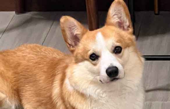 假期“免费住家看宠物”引纠纷