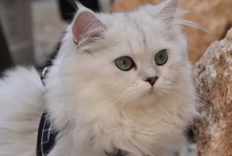 萌宠“称霸”万亿赛道：资本狂飙，宠物经济全链开花