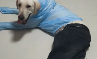 男子给狗子穿了一身衣服，人模狗样有了具象化