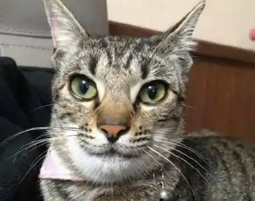 家里来了蜜蜂，猫咪为保护主人被蜇成“猪头”