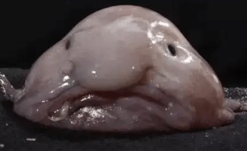 被称“世界最丑动物”的水滴鱼 当选新西兰年度鱼类