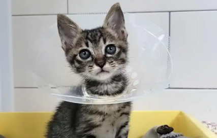 小流浪猫误入马路，被吓到不敢动弹，走近后才发现它早已瘫痪