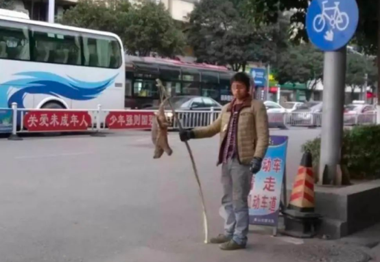 路边买了只乌龟，卖家说是“玄武下凡”