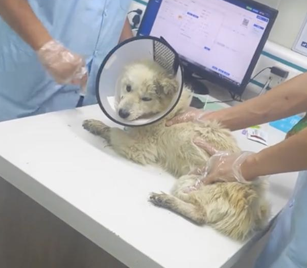 狗被遗弃在天台饿成纸片，女生花一千救助