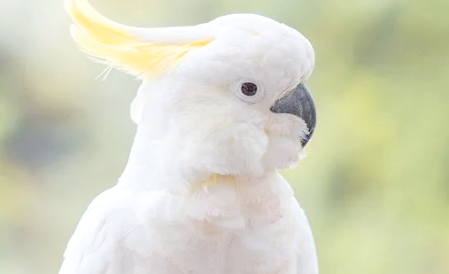 长相惊艳但生存堪忧，我们为什么要关注鹦鹉保护？