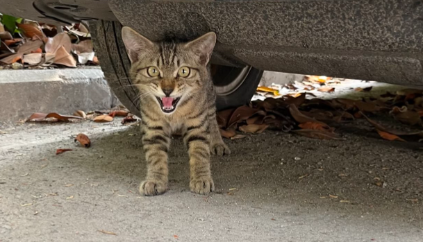 “小”宠物激发大市场