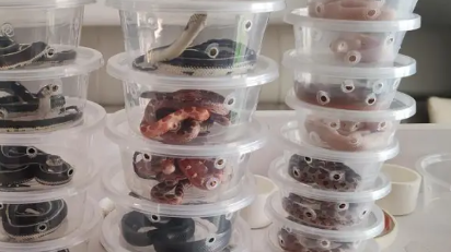 隐蔽的“宠物蛇产业链”