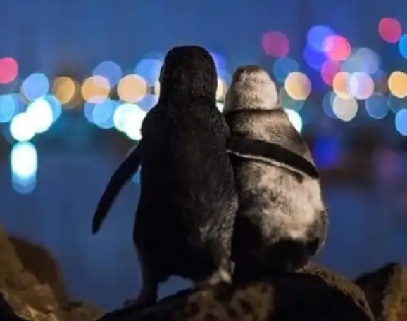两只小蓝企鹅互相依偎看夜景照走红，背后原因令人泪目