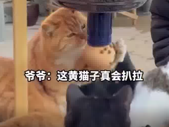 女子爱心爆改喂鸡装置，温暖50只流浪猫